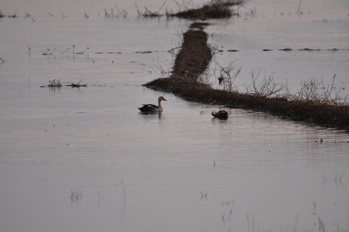 Indian Spot-billed Duck - ML641859933