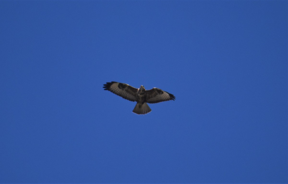 Common Buzzard - ML641859935