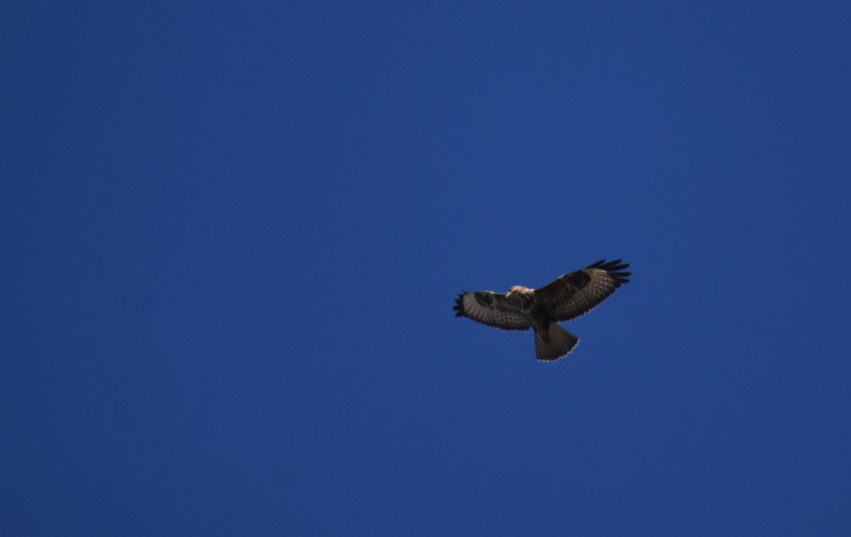Common Buzzard - ML641859942