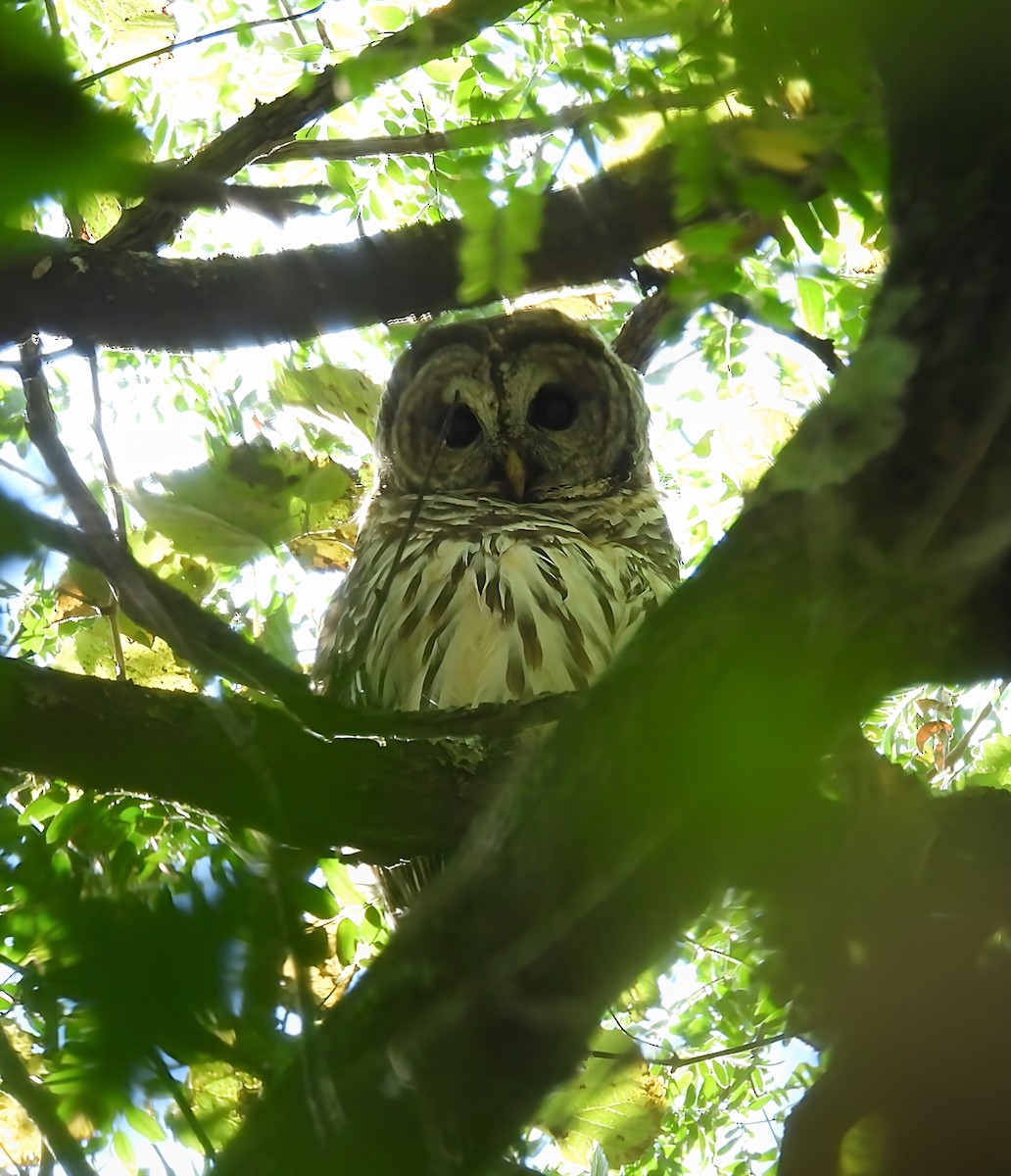 Barred Owl - ML641859945