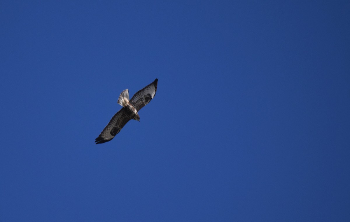 Common Buzzard - ML641859946