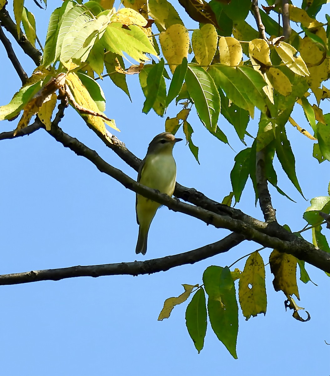 Warbling Vireo - ML641859956