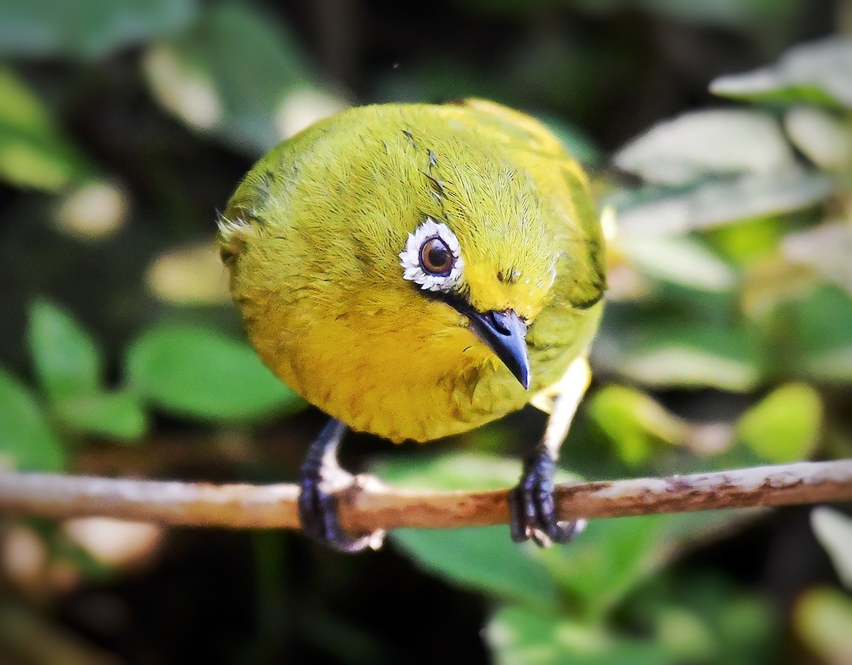 Südbrillenvogel - ML641859957