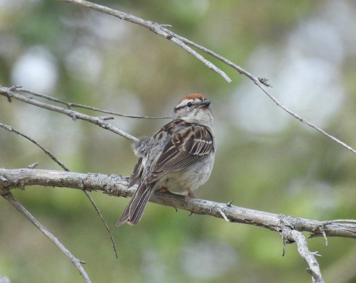 Chipping Sparrow - ML641859961