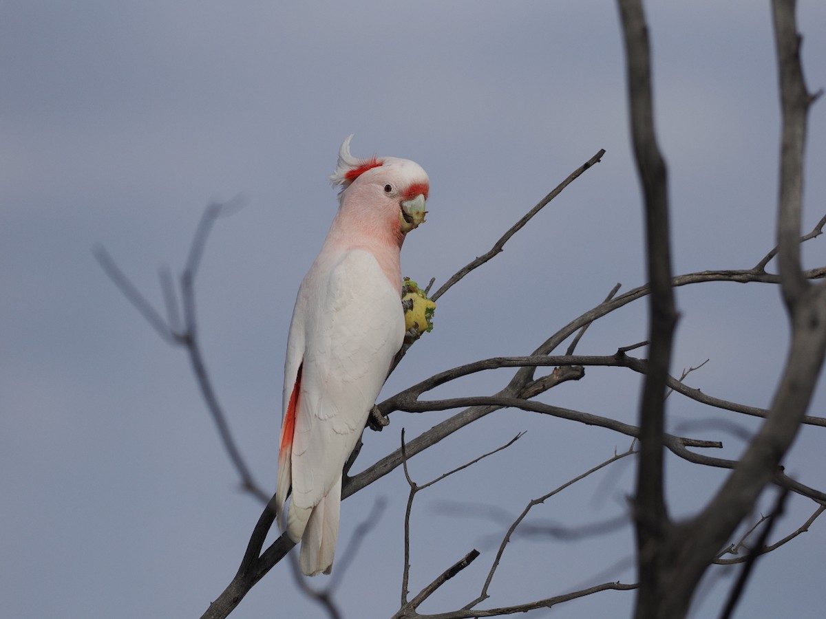 Pink Cockatoo - ML641859964