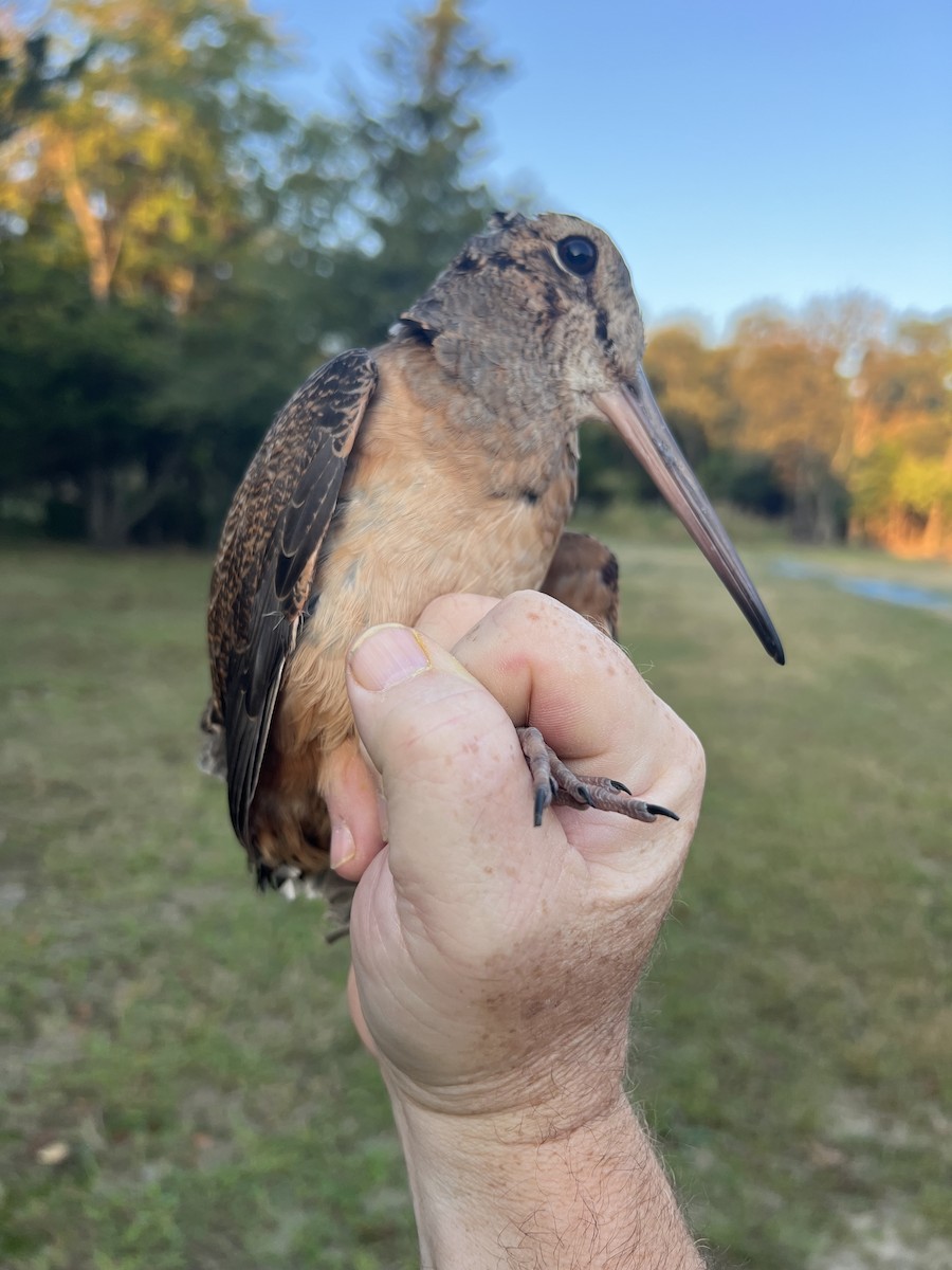 American Woodcock - ML641859988