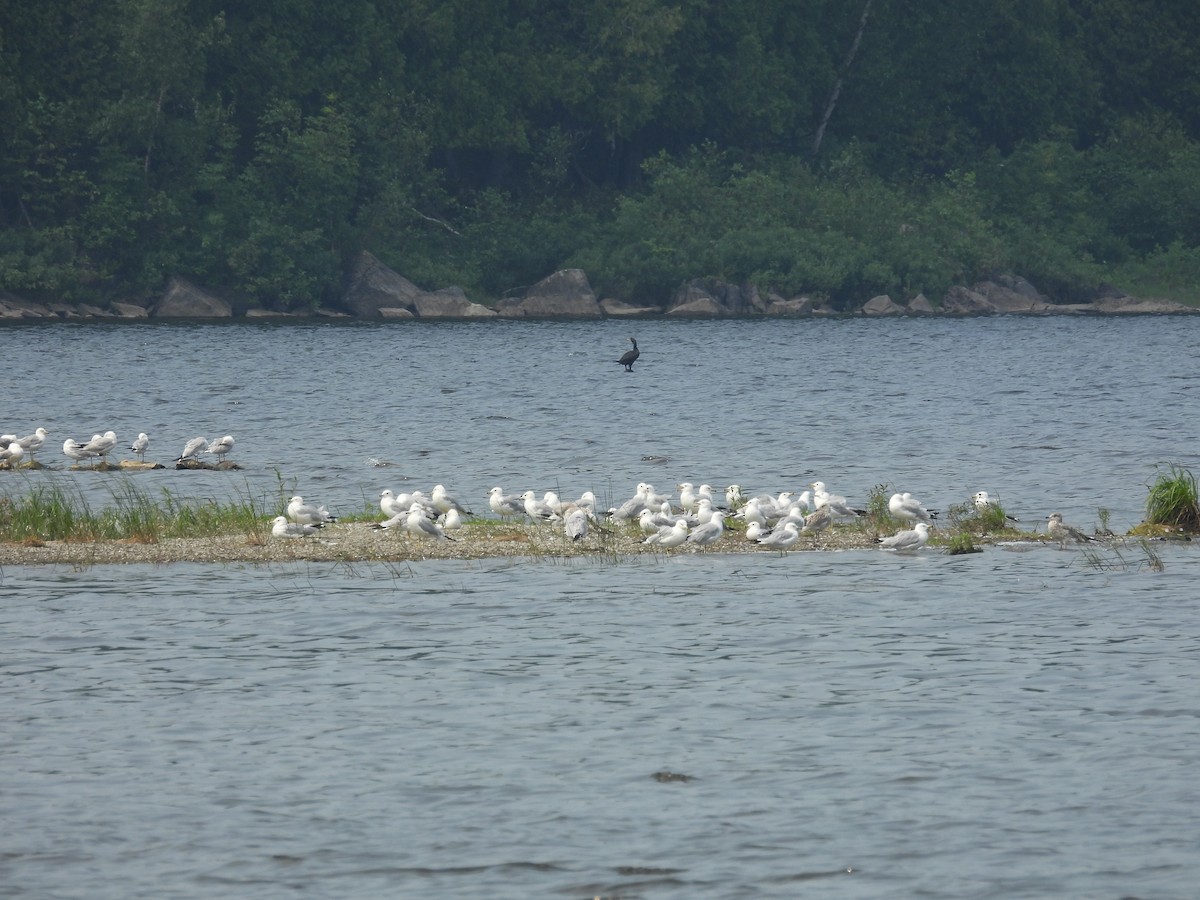 Ring-billed Gull - ML641860003