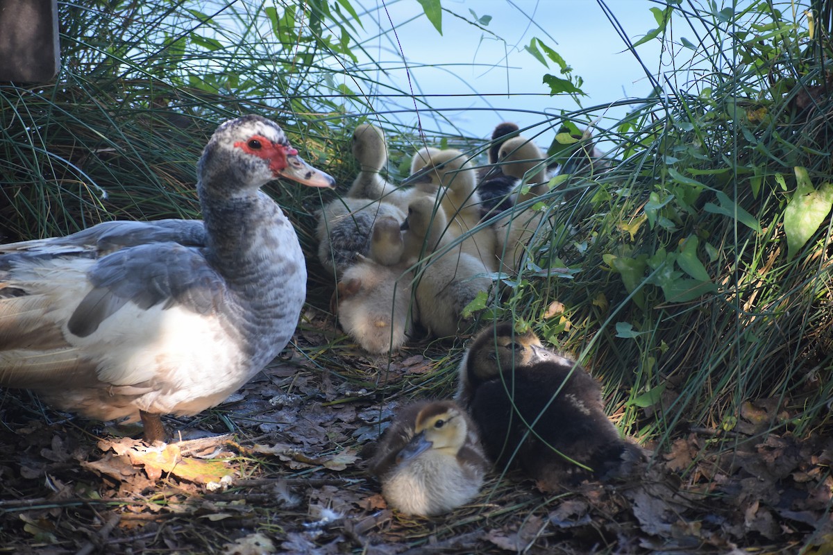 Muscovy Duck (Domestic type) - ML641860004