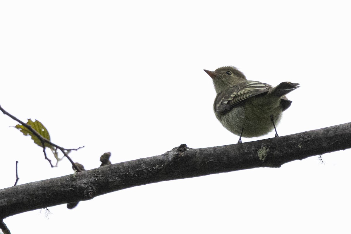 Mountain Elaenia - ML641860011