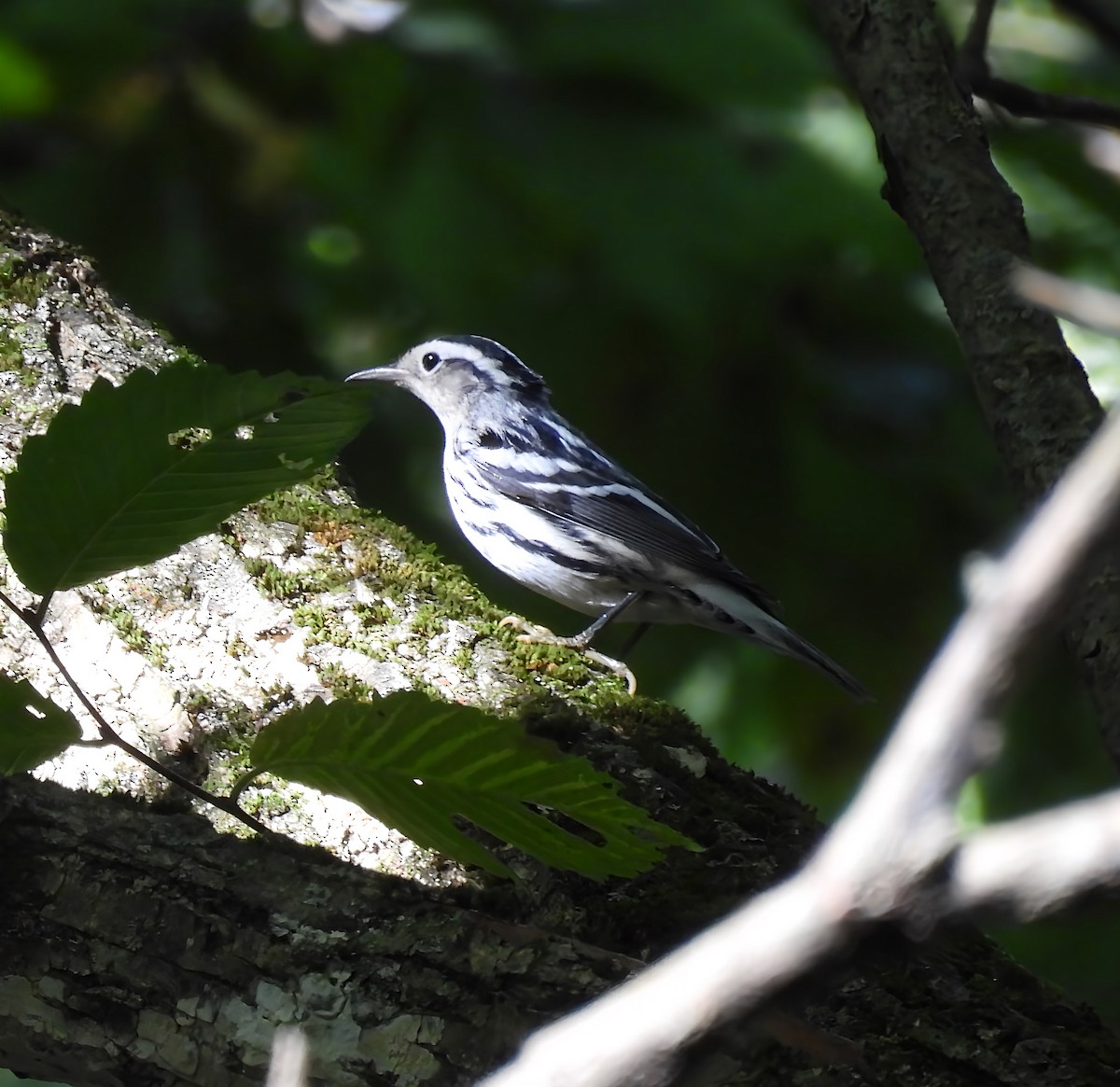 Black-and-white Warbler - ML641860012