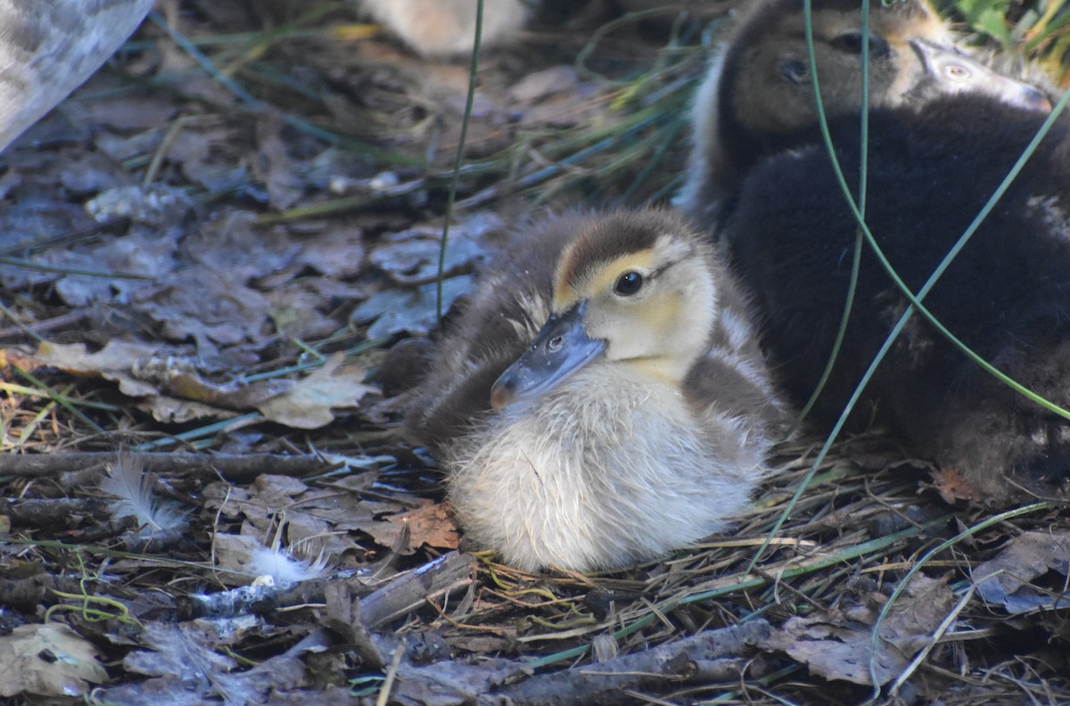 Muscovy Duck (Domestic type) - ML641860013