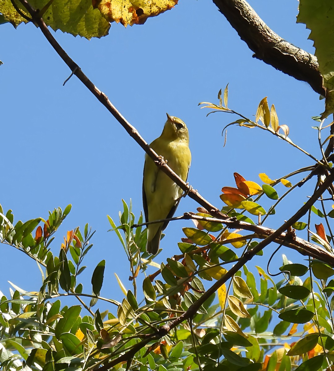 Tennessee Warbler - ML641860024