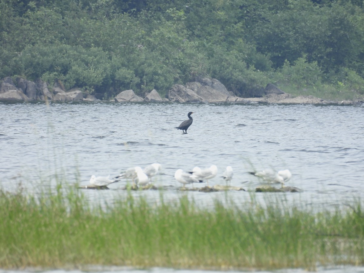 Double-crested Cormorant - ML641860026