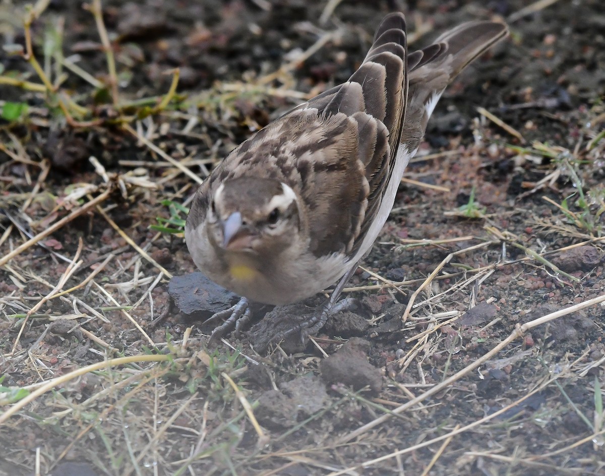 Yellow-throated Bush Sparrow - ML641860033