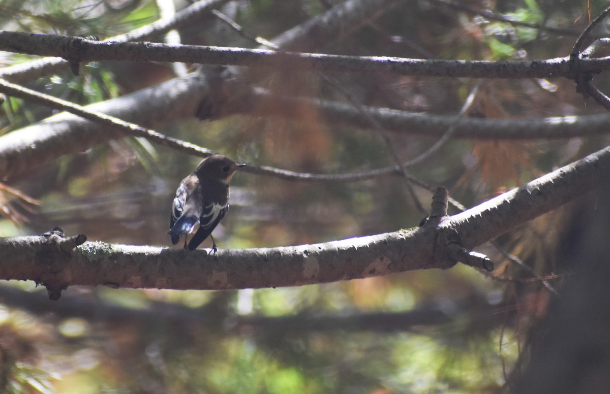 European Pied Flycatcher - ML641860042