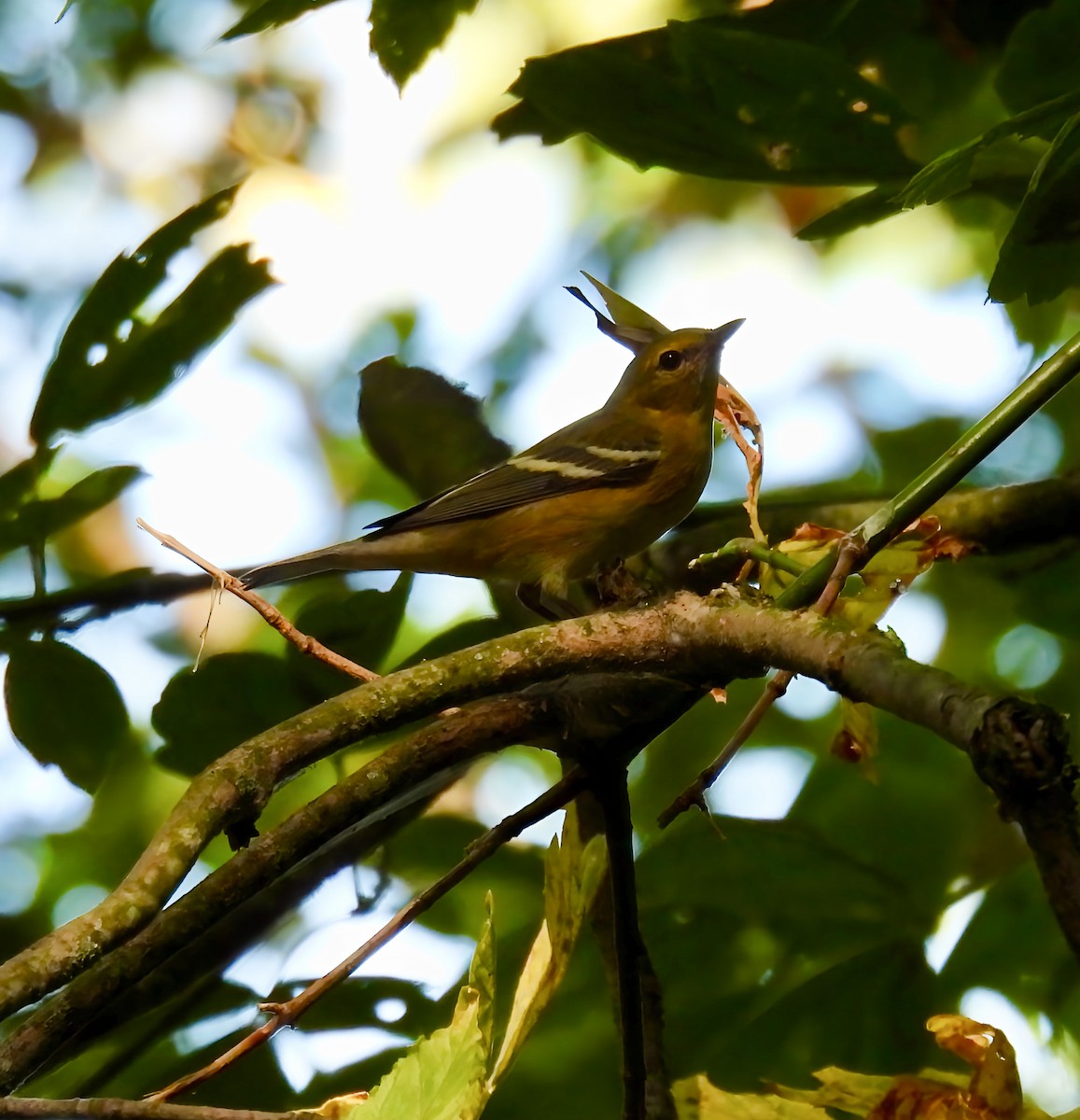 Bay-breasted Warbler - ML641860048