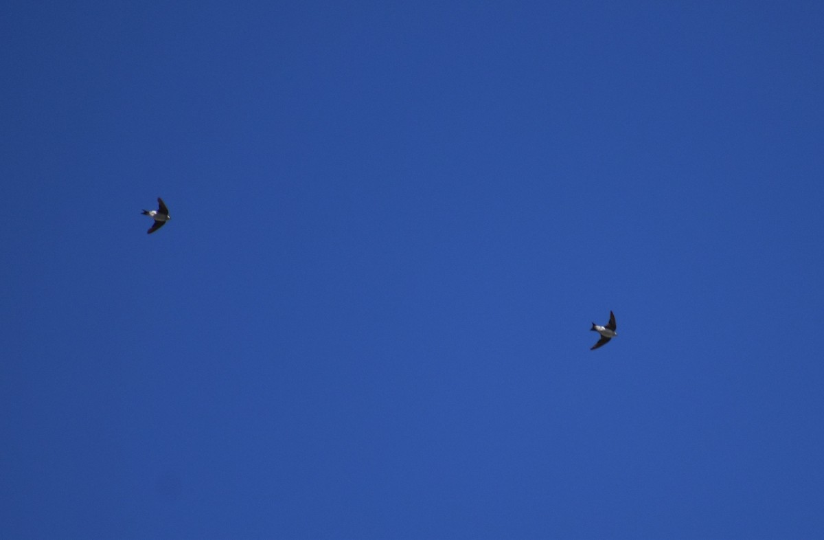 Western House-Martin - ML641860050