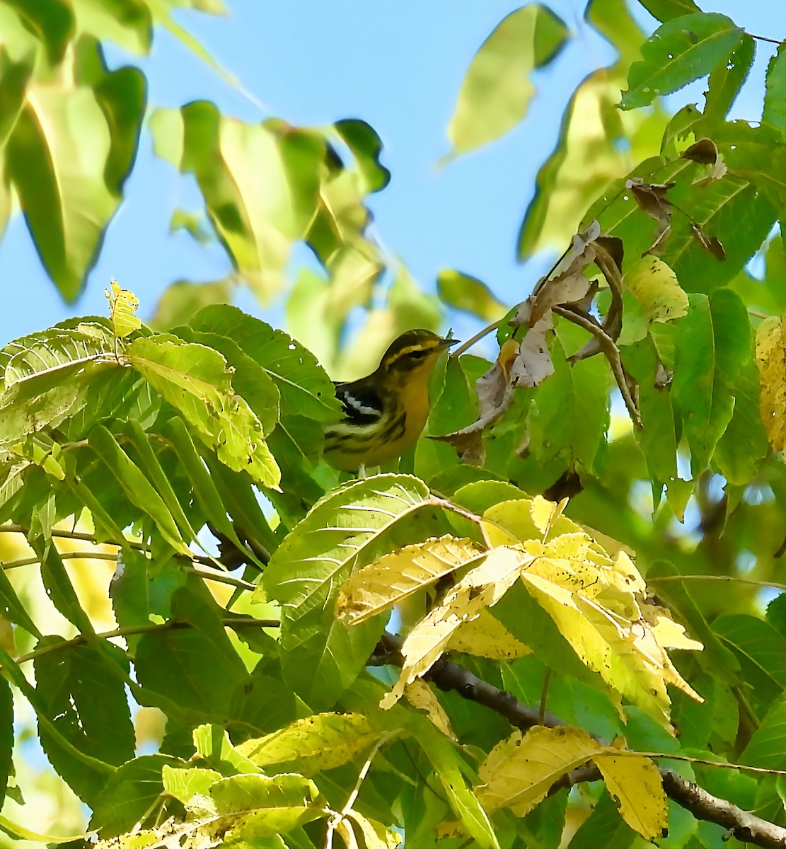 Blackburnian Warbler - ML641860052