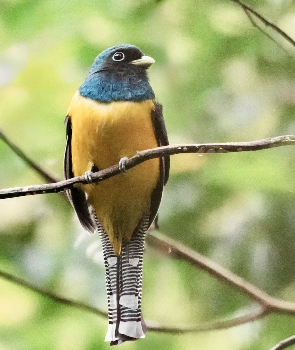 Atlantic Black-throated Trogon - ML641860058