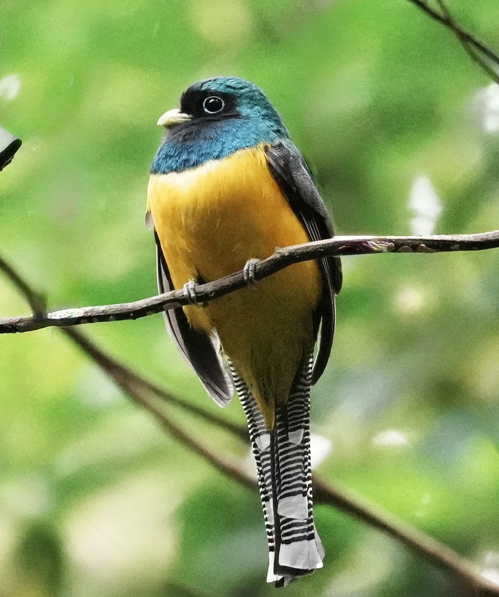 Atlantic Black-throated Trogon - ML641860059
