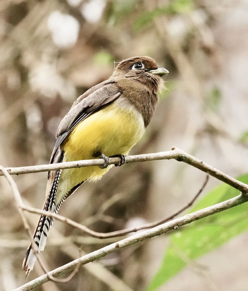 Atlantic Black-throated Trogon - ML641860060
