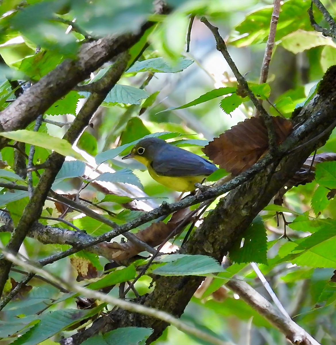 Canada Warbler - ML641860065