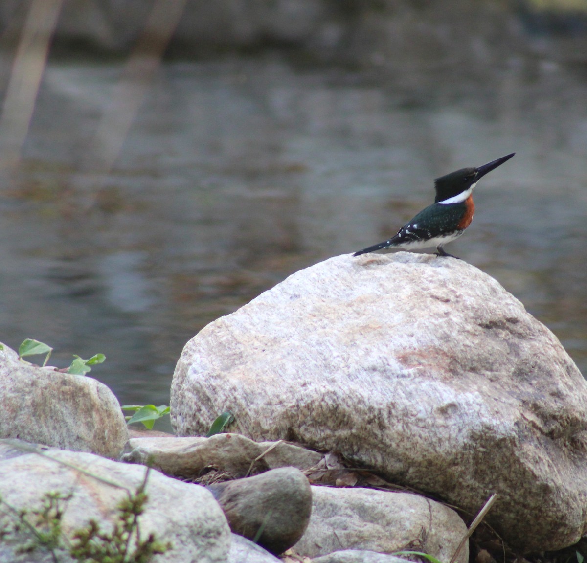 Green Kingfisher - ML641860072