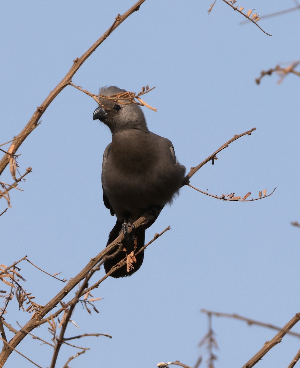 Gray Go-away-bird - ML641860091