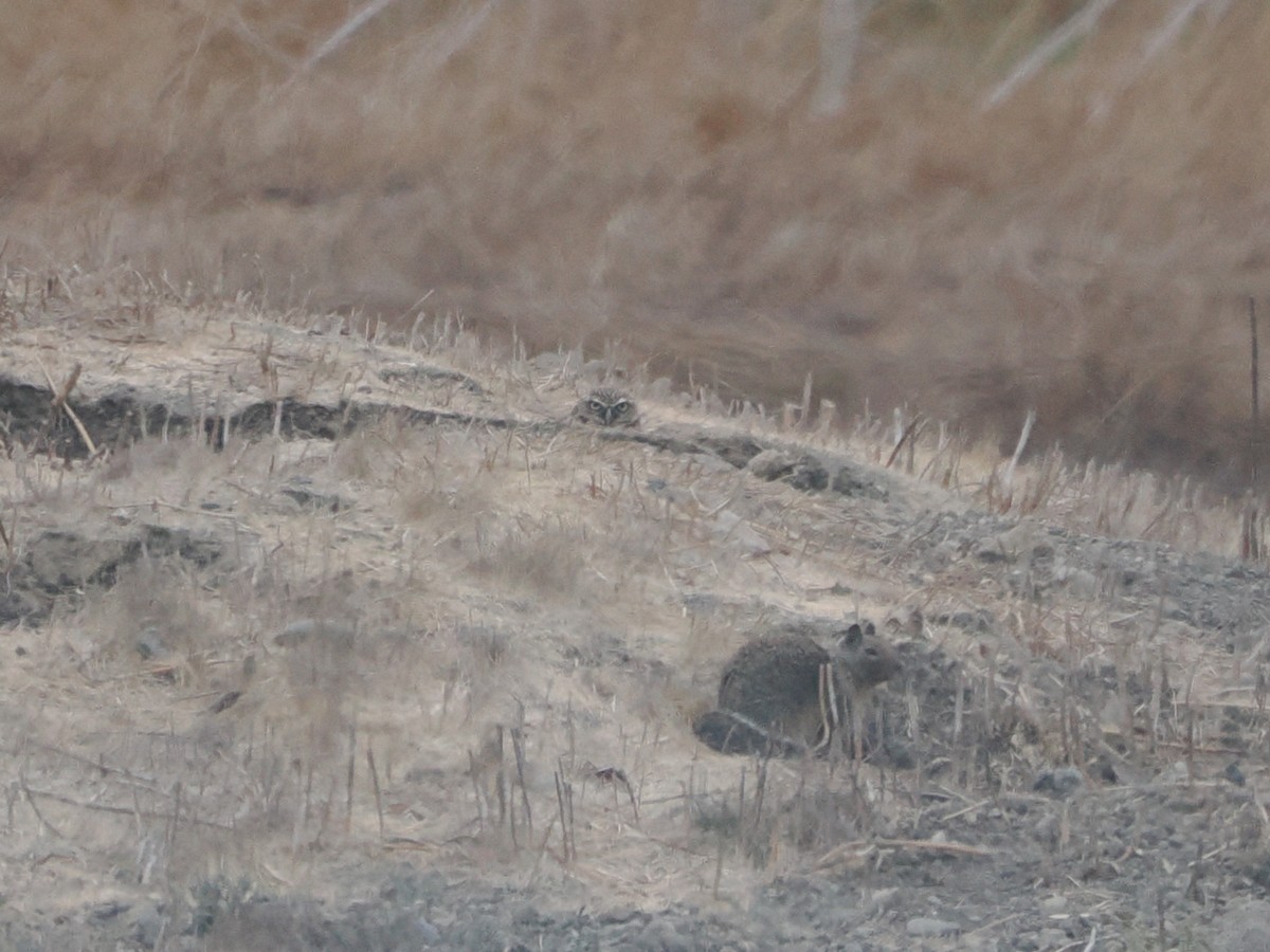 Burrowing Owl - ML641860093