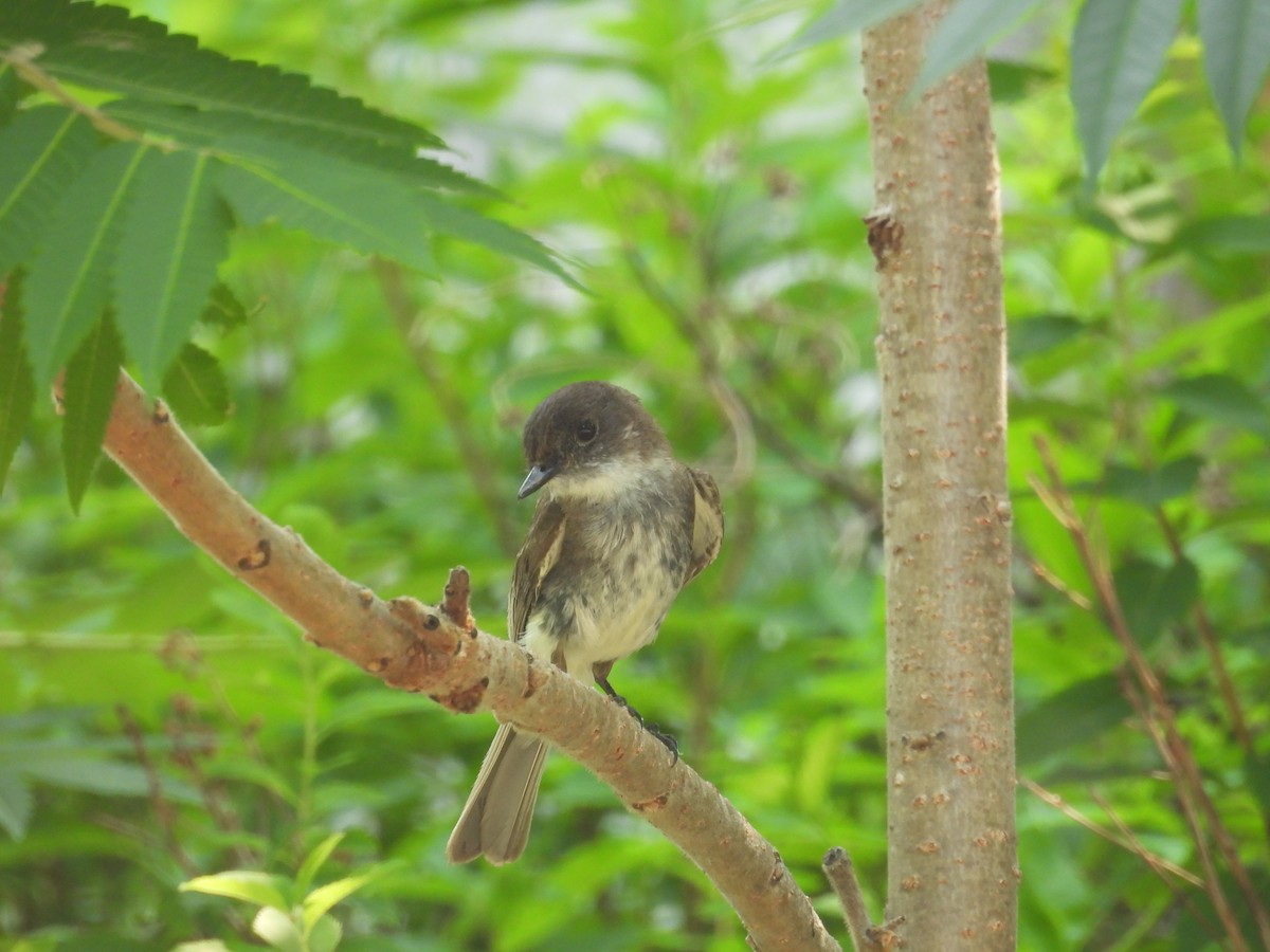 Eastern Phoebe - ML641860110