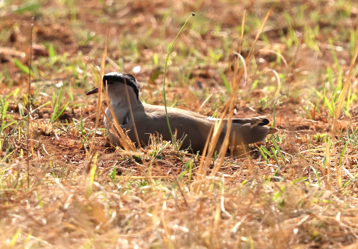 Crowned Lapwing - ML641860125
