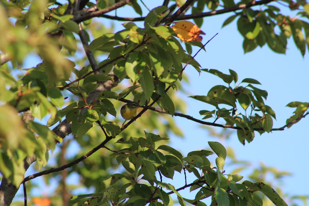 Northern Parula - ML641860126
