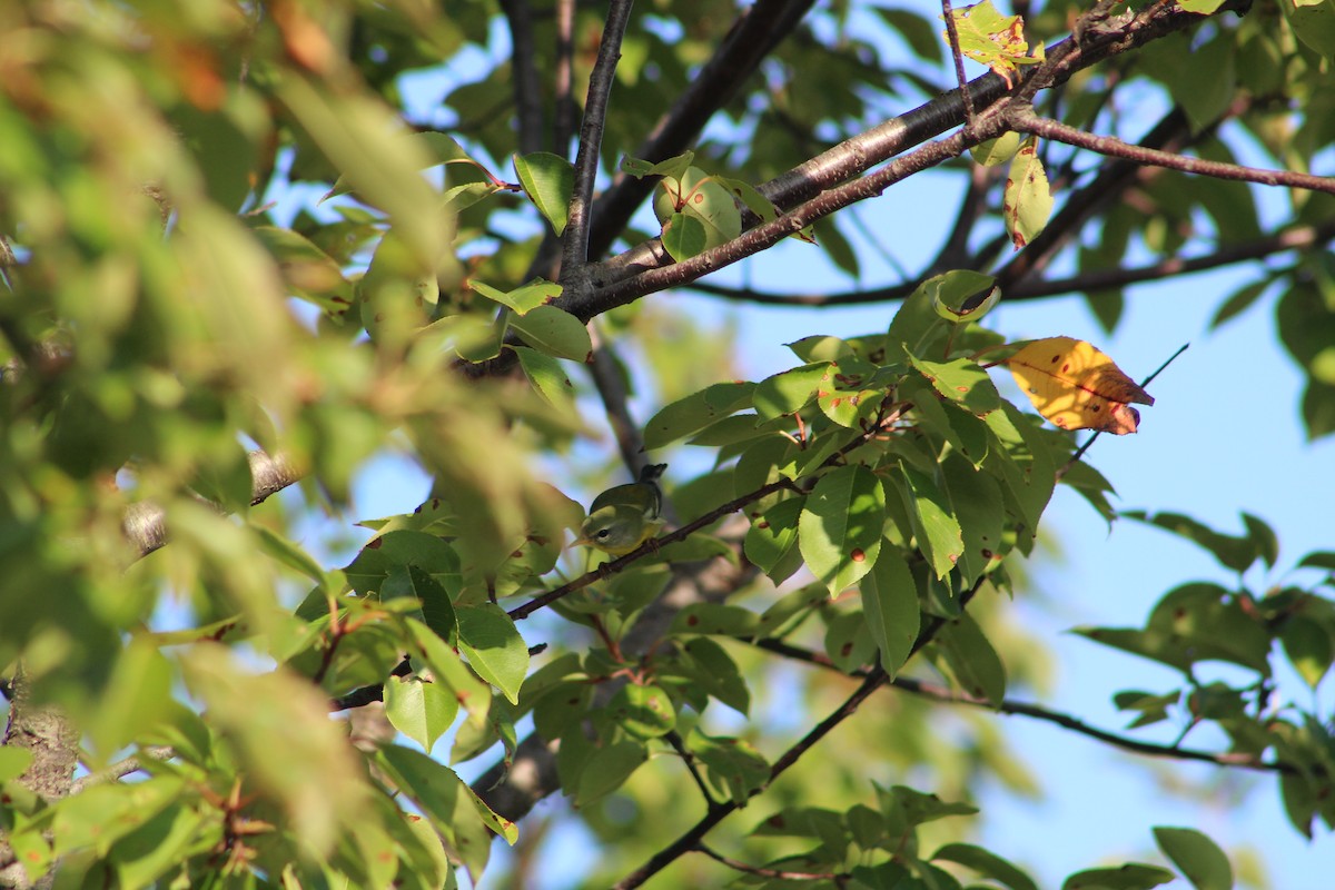 Northern Parula - ML641860127