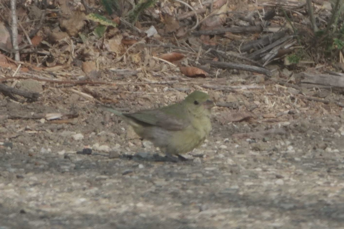Painted Bunting - ML641860132