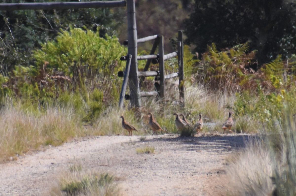 Red-legged Partridge - ML641860135