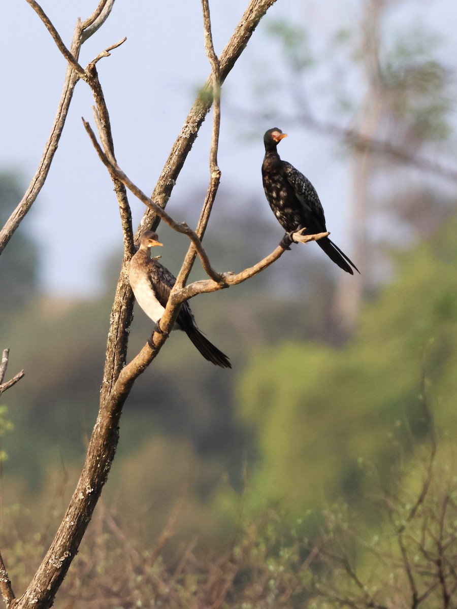 Reed Cormorant - ML641860144