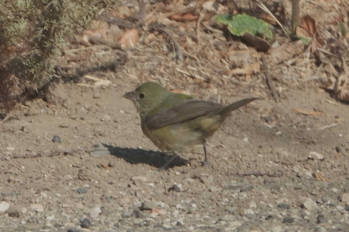 Painted Bunting - ML641860146