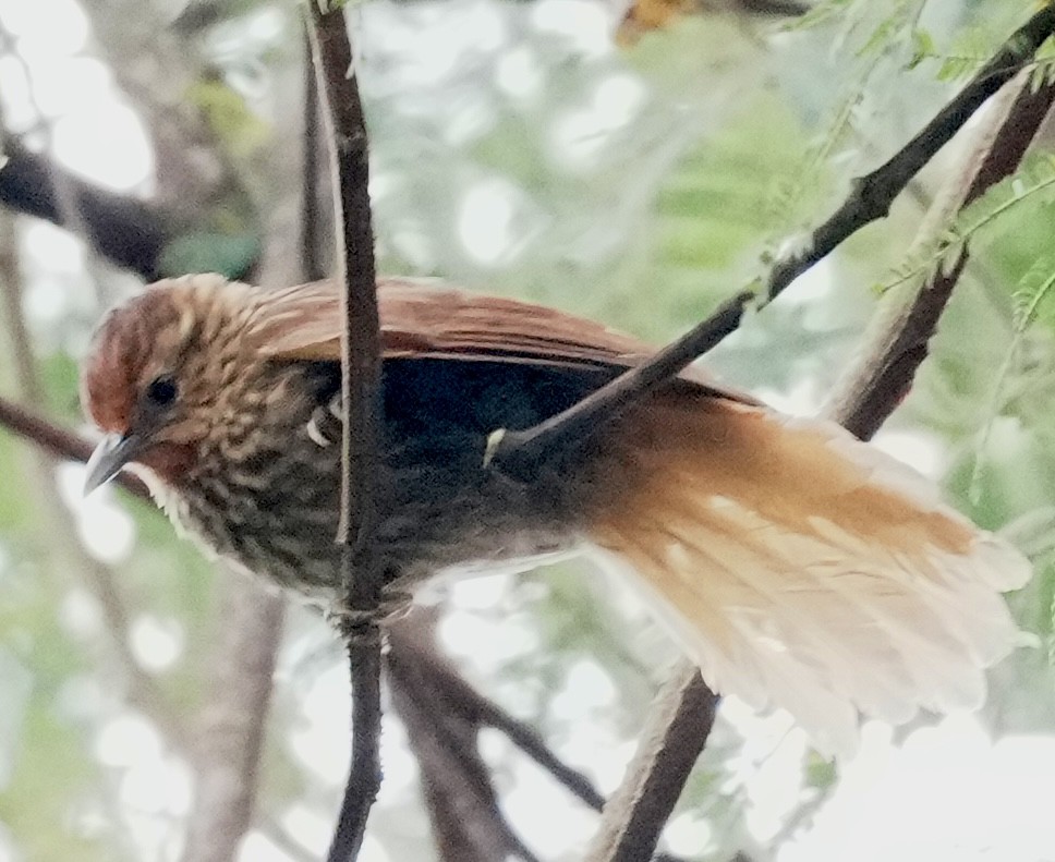 Striated Softtail - ML641860152