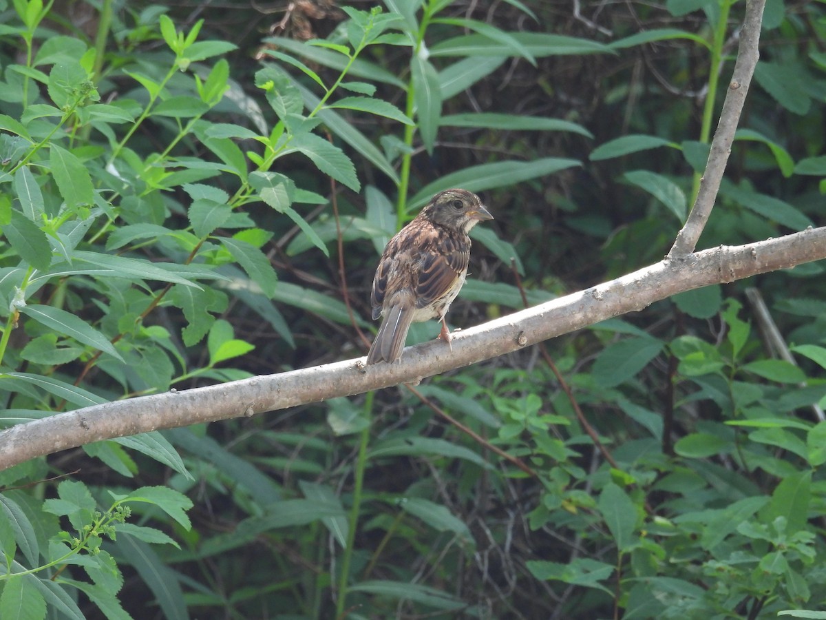 Song Sparrow - ML641860170