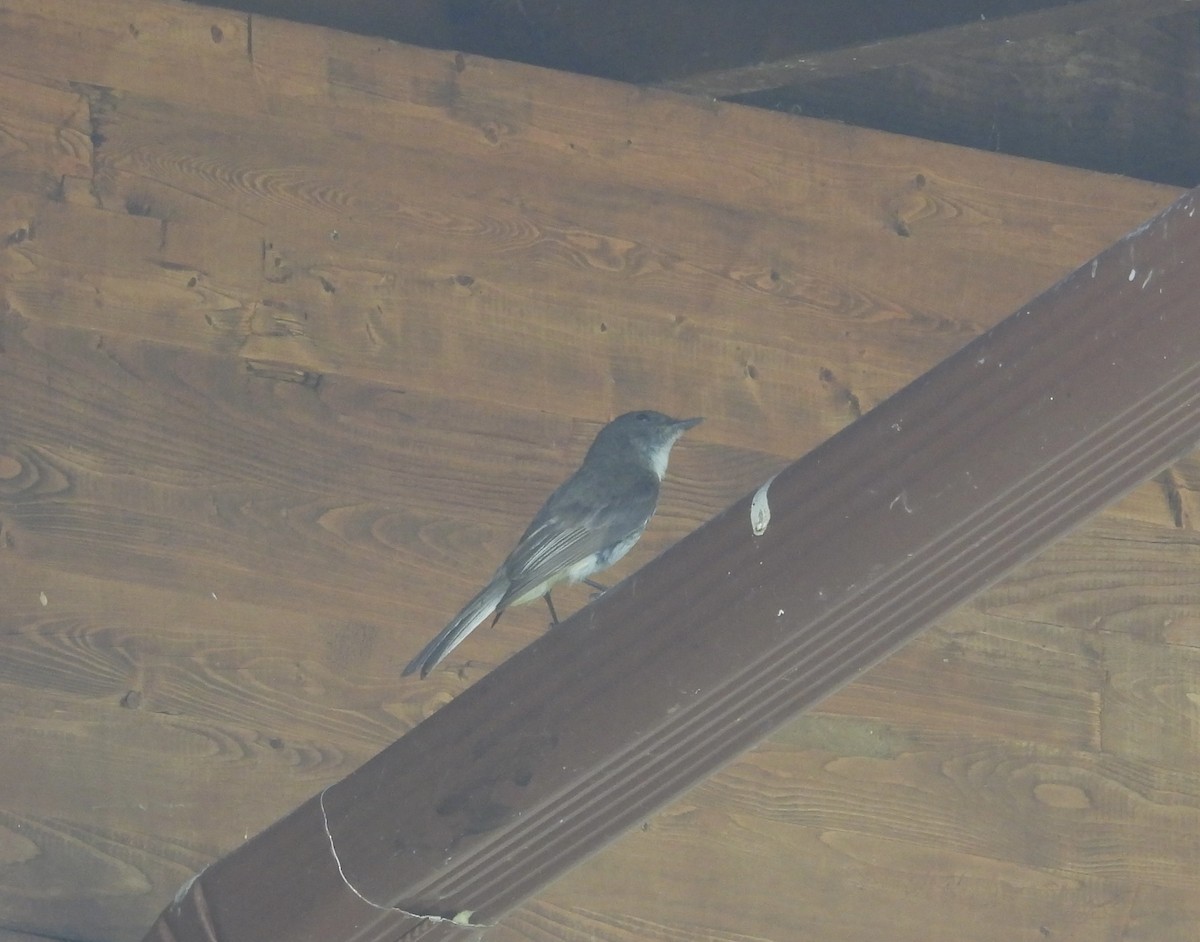 Eastern Phoebe - ML641860202