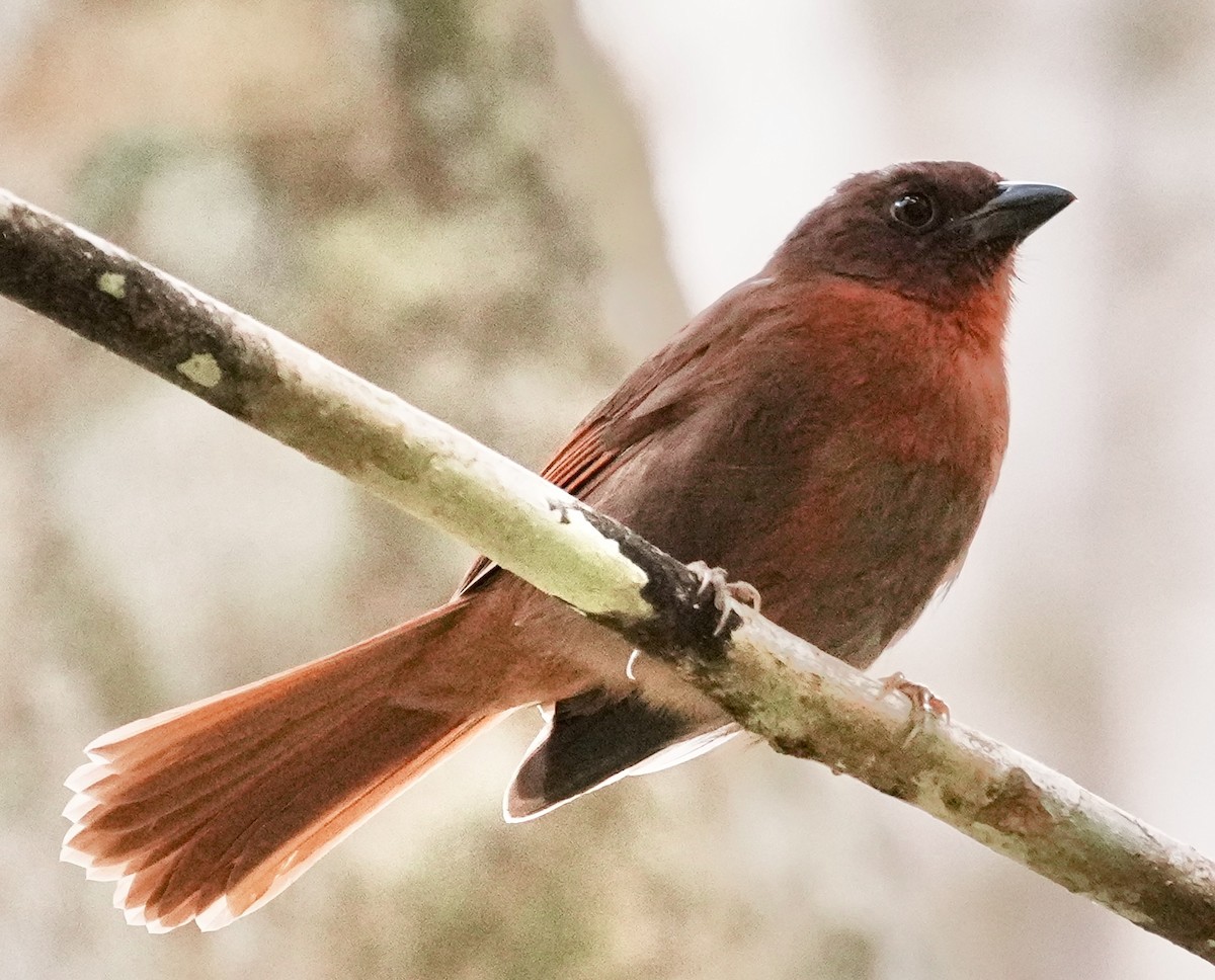 Red-crowned Ant-Tanager (Red) - ML641860229