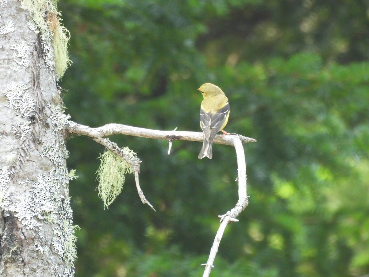 American Goldfinch - ML641860234