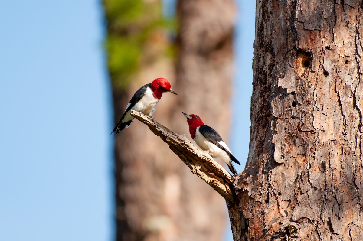 Red-headed Woodpecker - ML641860235