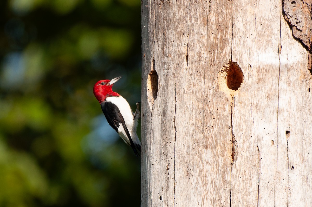 Red-headed Woodpecker - ML641860236