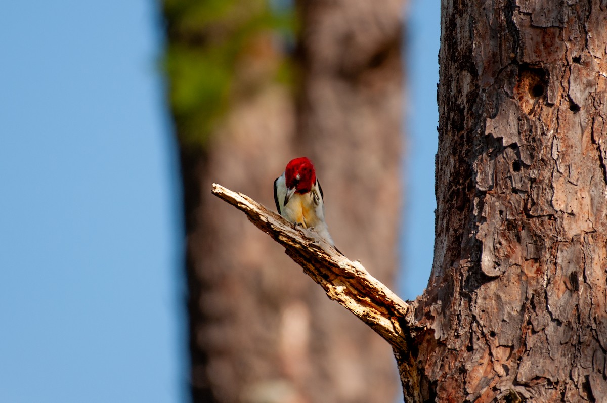 Red-headed Woodpecker - ML641860240