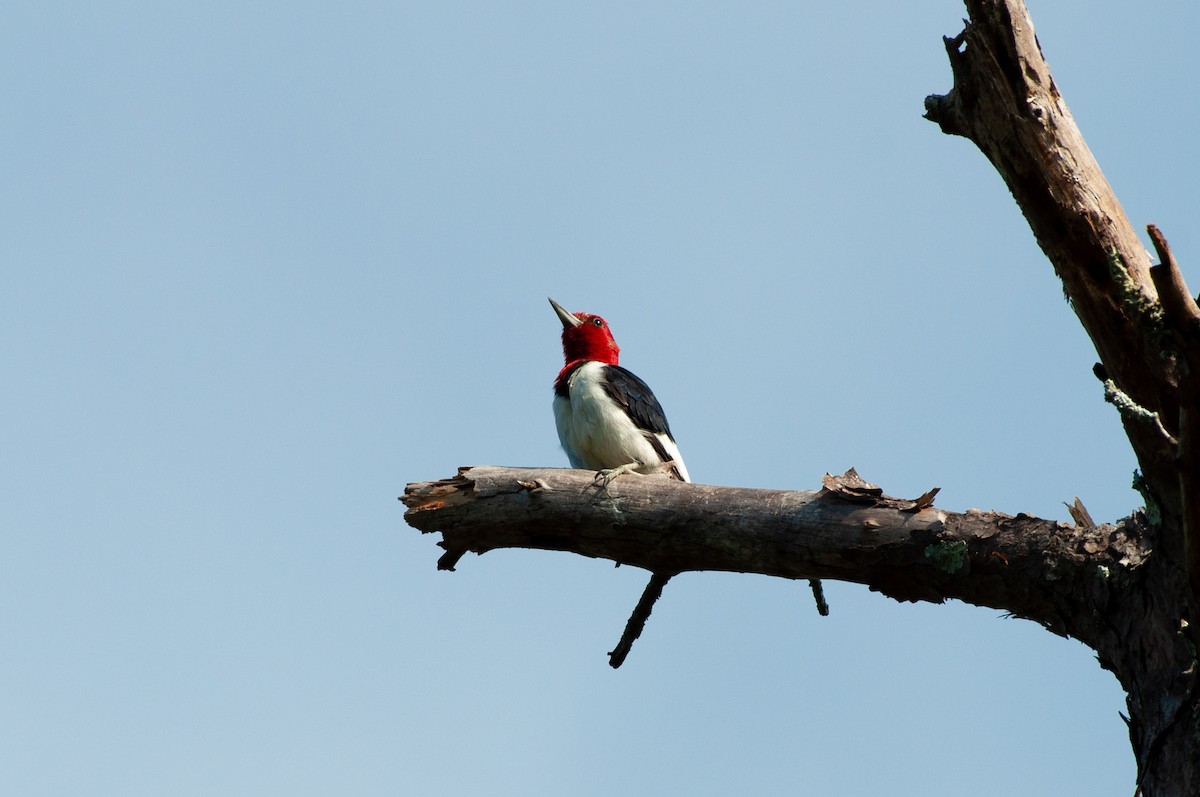 Red-headed Woodpecker - ML641860241