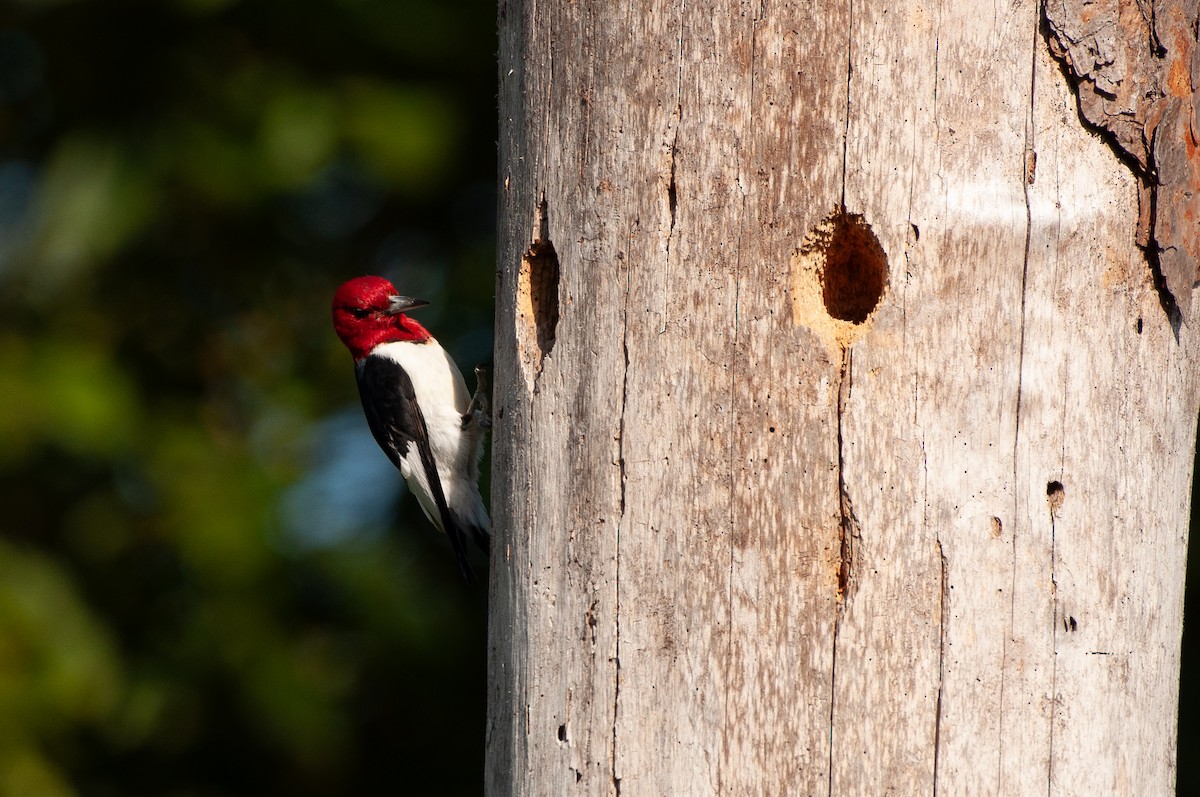Red-headed Woodpecker - ML641860244