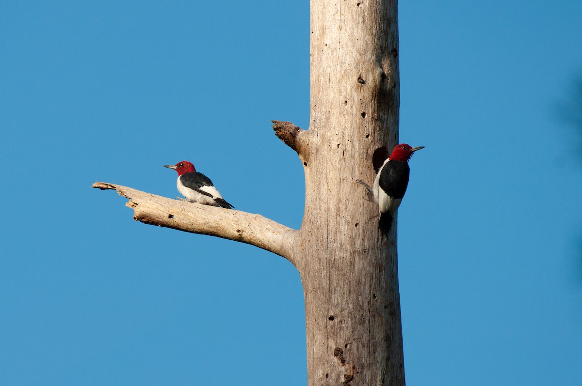 Red-headed Woodpecker - ML641860246