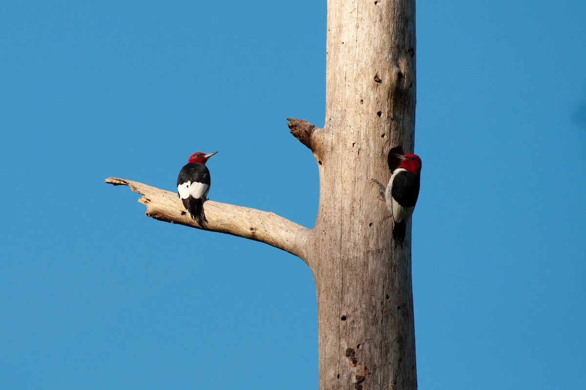 Red-headed Woodpecker - ML641860247