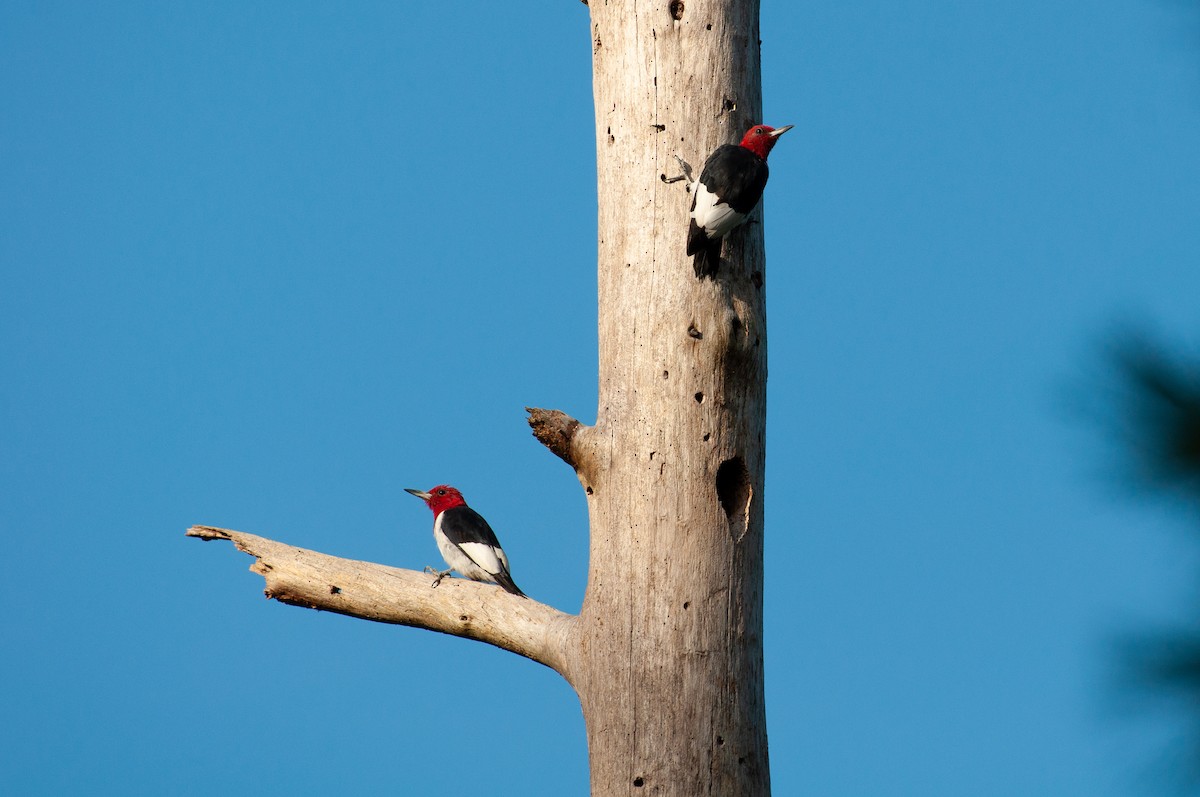 Red-headed Woodpecker - ML641860248